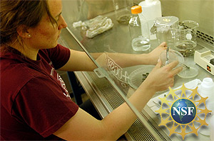 Picture of an Augsburg science student. Features logo of the National Science Foundation.