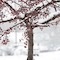 a bare tree covered in snow